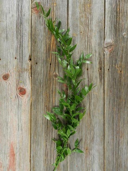 ITALIAN RUSCUS   GREENS